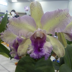 Lcn. Topaz Fancy x Rlc. Glenn Maidment