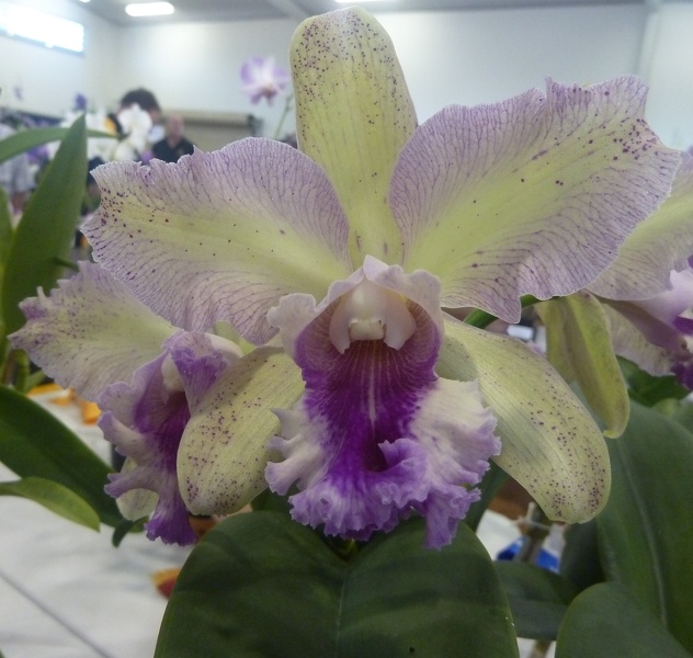 (Lcn. Topaz Fancy x Rlc. Glenn Maidment).JPG