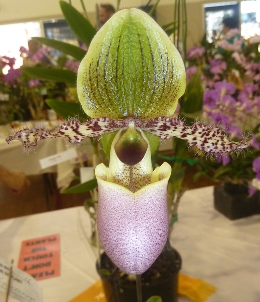 Paph. glaucophyllum.JPG