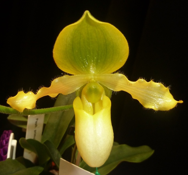 Paph. primulinum.JPG