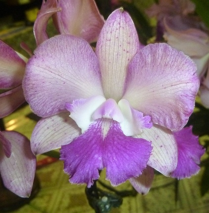 Ctna. Capri x C. Caudebec