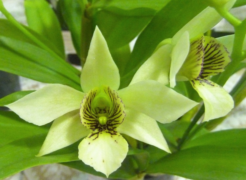 Den. Green Mist (Den. convolutum x Den. johnsoniae)..JPG