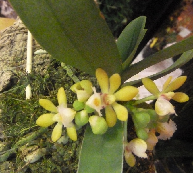 Gastrochilus [Gchls.] obliquus..JPG