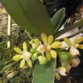 Gastrochilus [Gchls.] obliquus..JPG