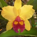 Rlc. Hsinying Williette.JPG