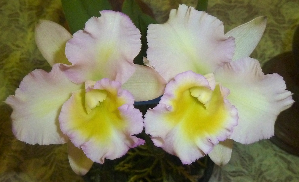 Rth. Momilani Rainbow x Rlc. Shin Shiang Diamond