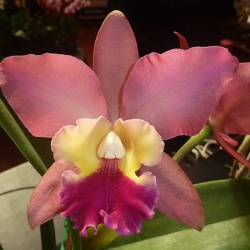 Ctt. Susan Holcombe x Lc. Angel Heart