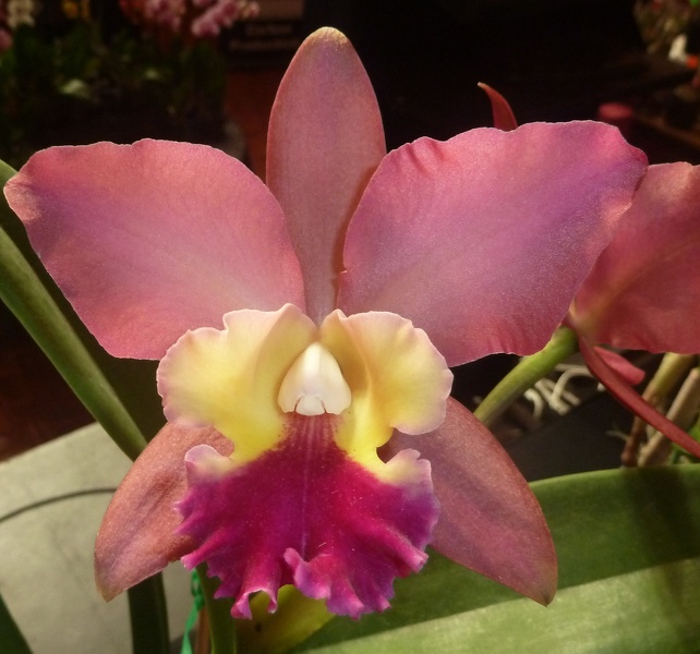 Ctt. Susan Holcombe x Lc. Angel Heart