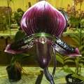 Paph. Mod Maude x Paph. Pulsar.JPG