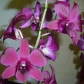 Den. Chela Color's FCA 'Prolific Purple'.JPG