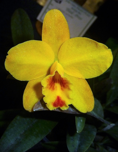 C. Beaufort 'takahashi' (C. coccinea x C. luteola).JPG