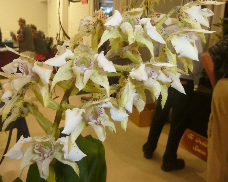 Den. Yellow Stars (Den. polysema x Den. finisterrae).JPG