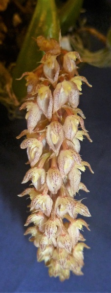 Bulb. lilacinum.JPG