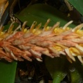 Bulb. allenkerrii.JPG