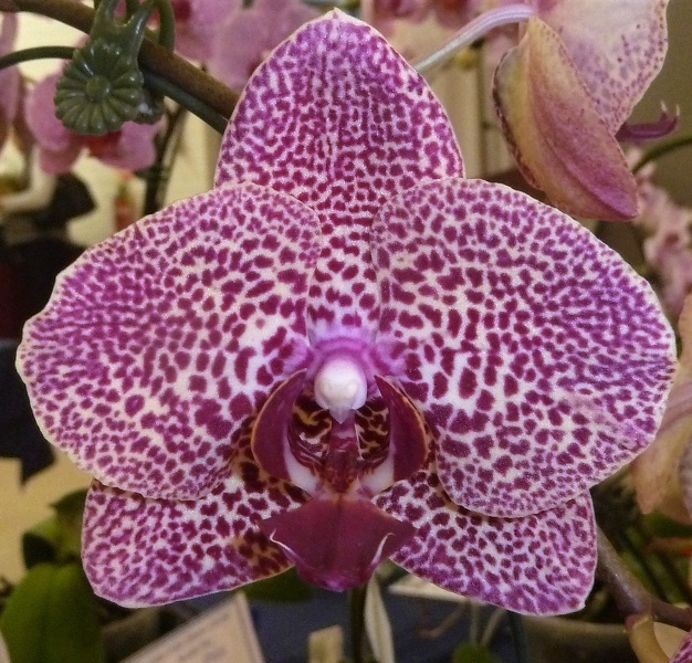 Phal. Golden Leopard..JPG