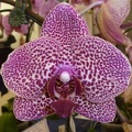 Phal. Golden Leopard..JPG