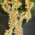 Ddc. cootesii.JPG