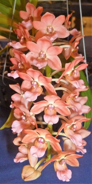 Rhy. gigantea 'Orange'.JPG