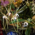 Dendrobium [Den.] tetragonum var. giganteum.JPG