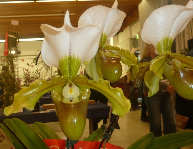 Paph. leeanum.JPG