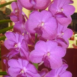 Vasco. Fuchs Sapphire x V. Medasand