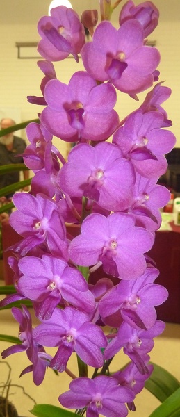 Vasco. Fuchs Sapphire x V. Medasand