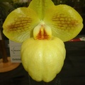 Paph. Fumi's Delight (Paph. armeniacum x Paph. micranthum).JPG