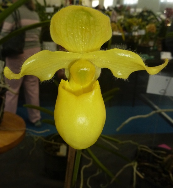 Paph. Duo de Citron.JPG