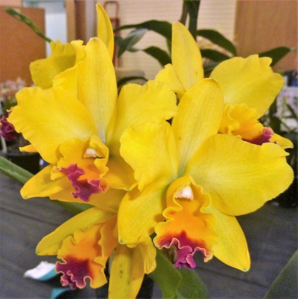 (Rth. Topaz Quaint x Ctt. Aussie Sunset).JPG