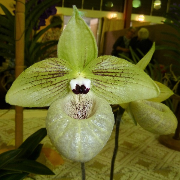 Paph. malipoense.JPG