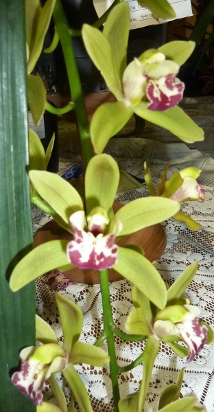 Cym. Orchid Conference 'Green Cascade'.JPG