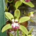 Orchid Conference "Green Cascade"