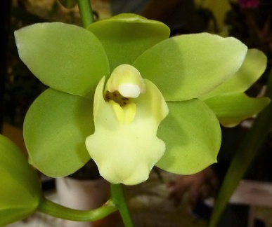 Cym. Gladys Whitesell "Heavenly"