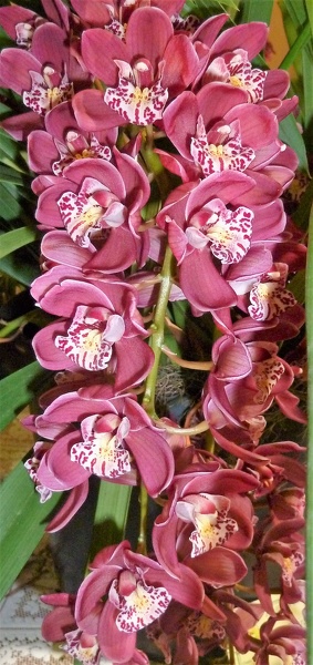 Cym. Ruby Eyes 'Red Baron'.JPG