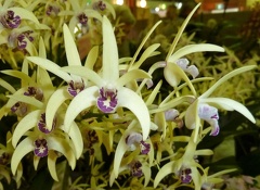 Gillian Leaney x speciosum