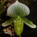 Paph. Gaël.JPG