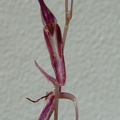 Pleurothallis [Pths.] stricta.JPG