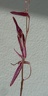 stricta