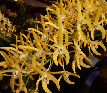 speciosum