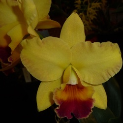 Rth. Izumi Charm x Rlc. Memoria Jim Nickou