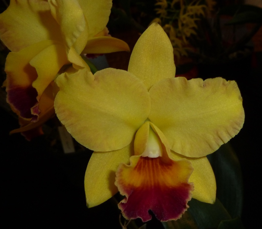 Rth. Izumi Charm x Rlc. Memoria Jim Nickou