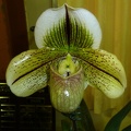 Paph. Highlands Global deception.JPG