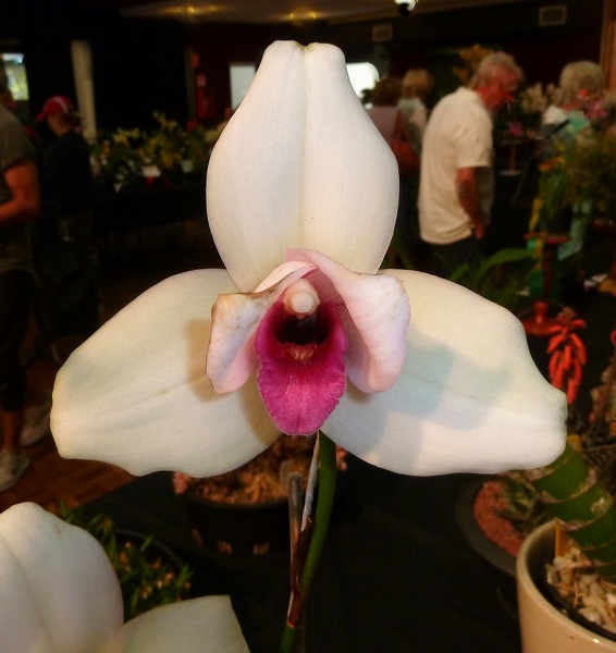 Lyc. Sunray (Lyc. Shoalhaven x Lyc. skinneri).JPG