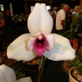 Lyc. Sunray (Lyc. Shoalhaven x Lyc. skinneri).JPG