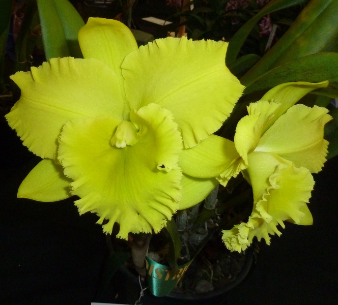 Rlc. Karen's Sunrise.JPG