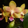 Phal. Tzu Chiang Balm.JPG