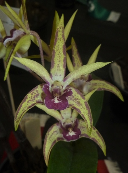 Den. Starsheen 'Botanic Fireworks'.JPG