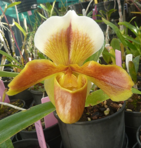 (Paph. Sonoma x Paph. Song-bird)..JPG