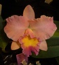 C. Beaufort x Rlc. Burdekin Bells