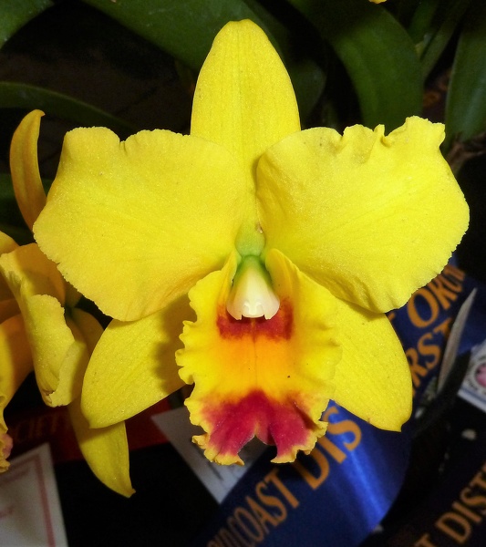 (Rth. Love Sound x Rlc. Rosella Tokyo).JPG